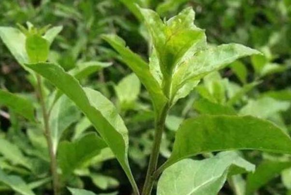 蒲公英|野菜|枸杞芽_新浪新闻