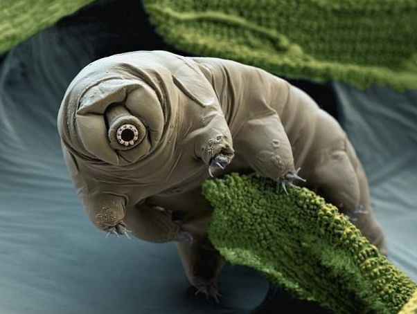 全球从远古存活至今的史前生物,最后一种是"最强不死生物"!|生物|熊虫