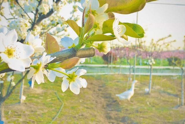 美！陌上梨花开，一树月光白