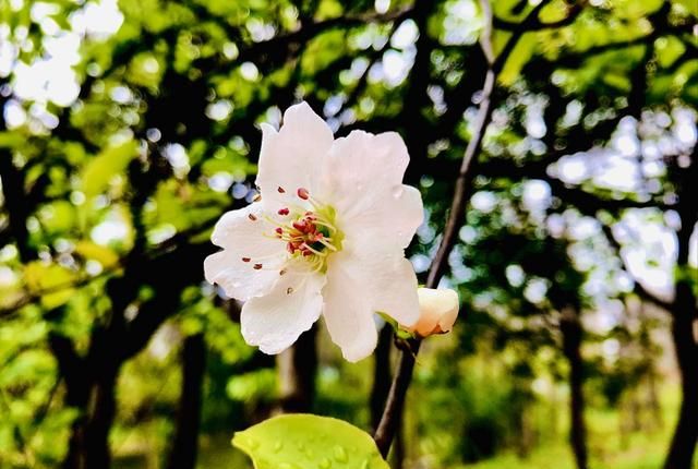 美！陌上梨花开，一树月光白