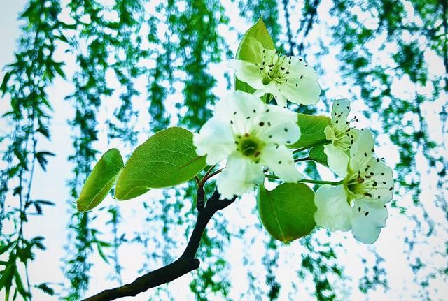 美！陌上梨花开，一树月光白