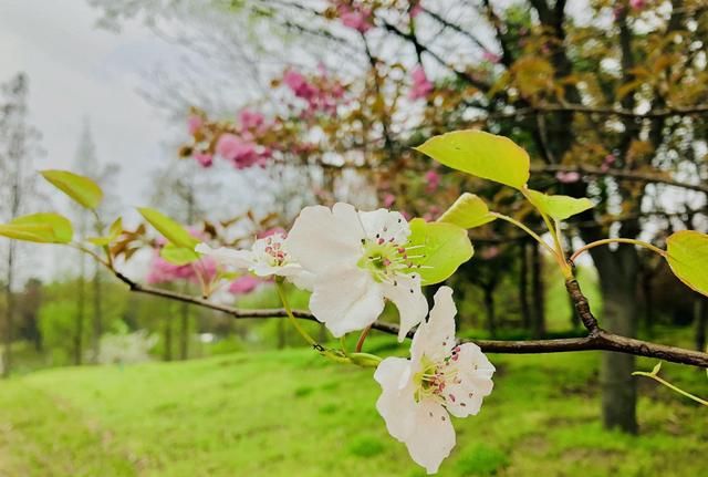 美！陌上梨花开，一树月光白