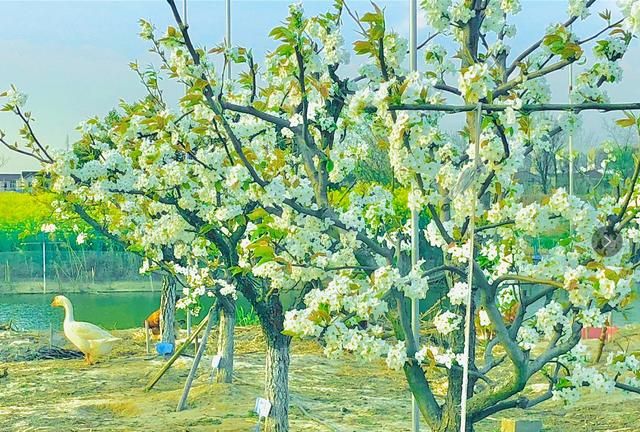 美！陌上梨花开，一树月光白