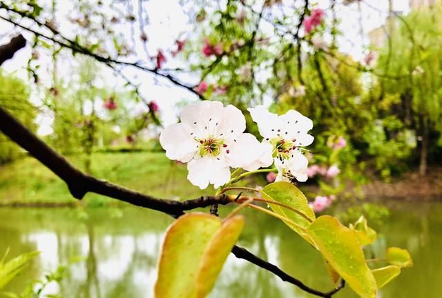美！陌上梨花开，一树月光白
