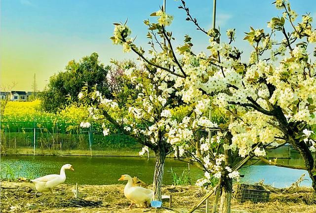 美！陌上梨花开，一树月光白