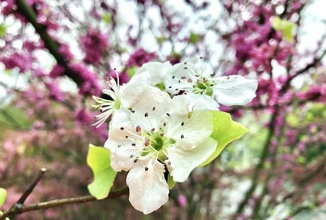 美！陌上梨花开，一树月光白