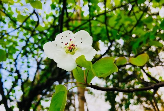 美！陌上梨花开，一树月光白