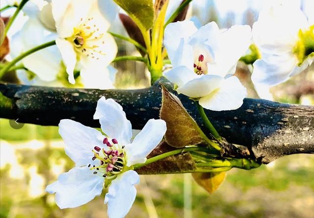 美！陌上梨花开，一树月光白