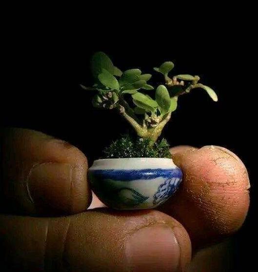 这种盆栽只有手指头大小, 网友: 我已经看不见了还怎么养活它|盆栽