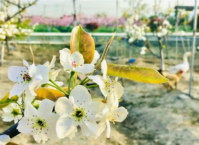 美！陌上梨花开，一树月光白