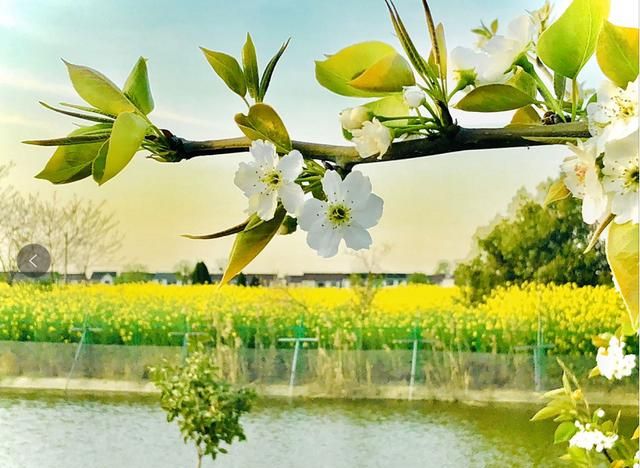 美！陌上梨花开，一树月光白