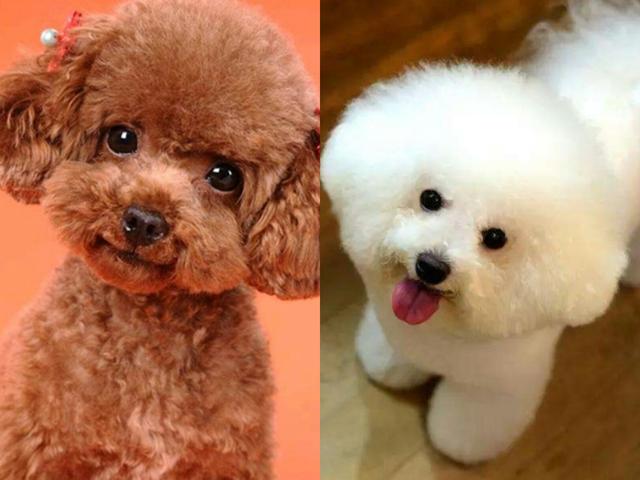 区分泰迪犬和比熊犬很简单看这5个地方就知道了