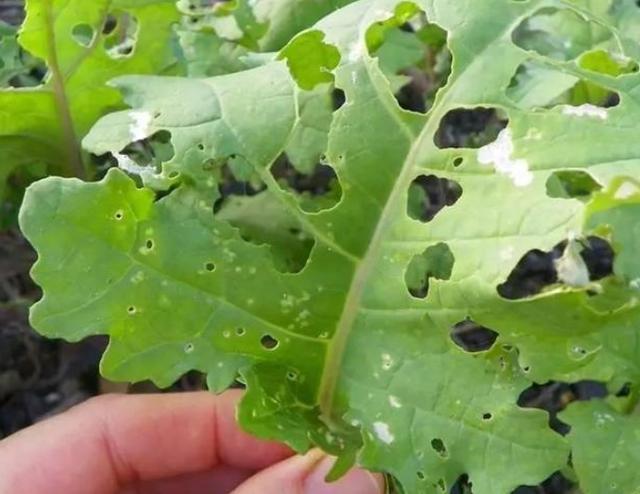 虫害|植物|杀虫剂_新浪新闻