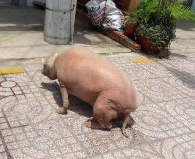 饭后散步看到一只猪,它转头把所有人都逗笑了,我整个人都愣住了