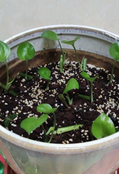 绿萝冻伤了怎么办?