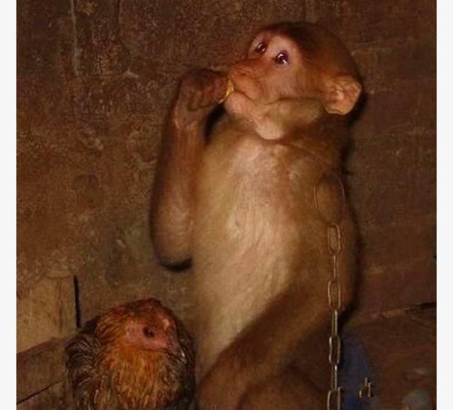 正文            猴子的主人认为,一定是这只猴子太孤单了,平时自己忙