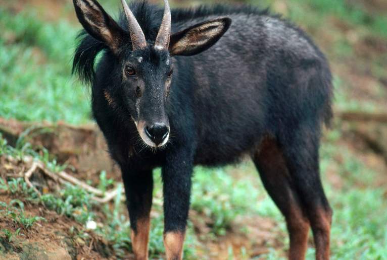 姜子牙坐骑"四不像"找到了!没想到真实存在,网友:样子太吓人