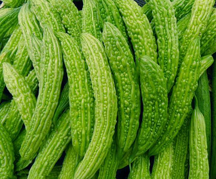 天气变暖又到了种植苦瓜的季节苦瓜要不要催芽看完明白了