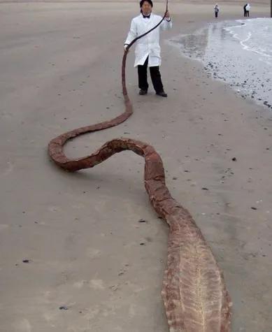 海边出现"化骨龙",专家鉴定后让人难以接受