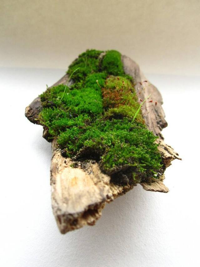 踏青挖点新鲜苔藓铺在花盆上就是景精致作用多