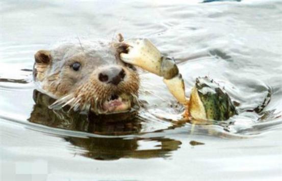 看到它的真容后,恕我直言:怀疑人生|水鬼|人生|水獭_新浪新闻