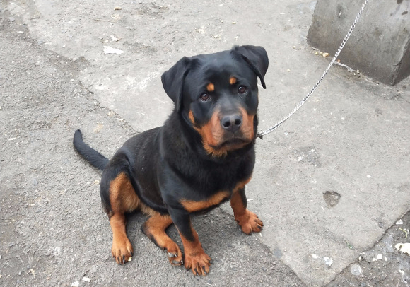 罗威纳被主人抛弃,路边老板将其收养,它开始为新主人工作