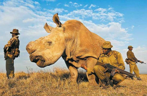 世界5大濒临灭绝的动物最后一个全世界仅剩下一只