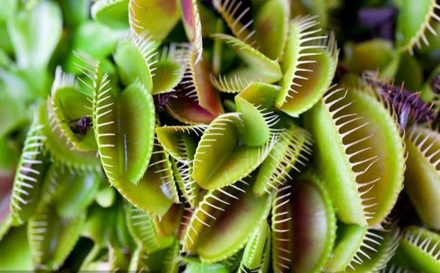 捕蚊草是一种食肉类植物通过分泌特殊气味吸引蚊虫和苍蝇