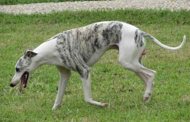 十六种类型的狗的基本特性看看您的狗狗是什么类型