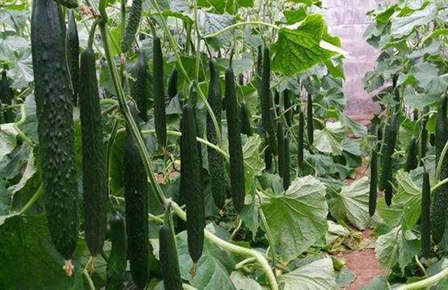 “清明前后，种瓜点豆”，农户们可以种植哪些瓜？哪些豆？