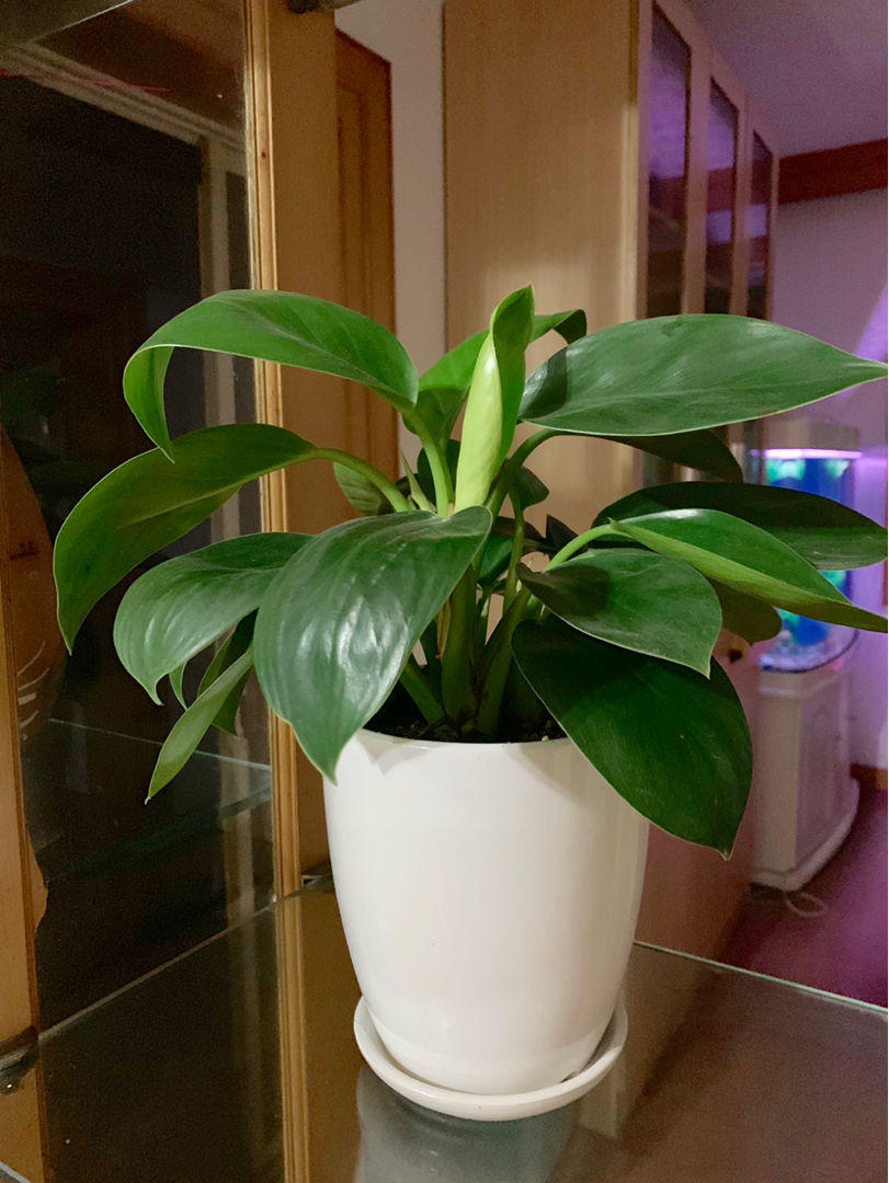 家里养棵超好养的大金钻仿佛置身热带雨林关键是净化空气