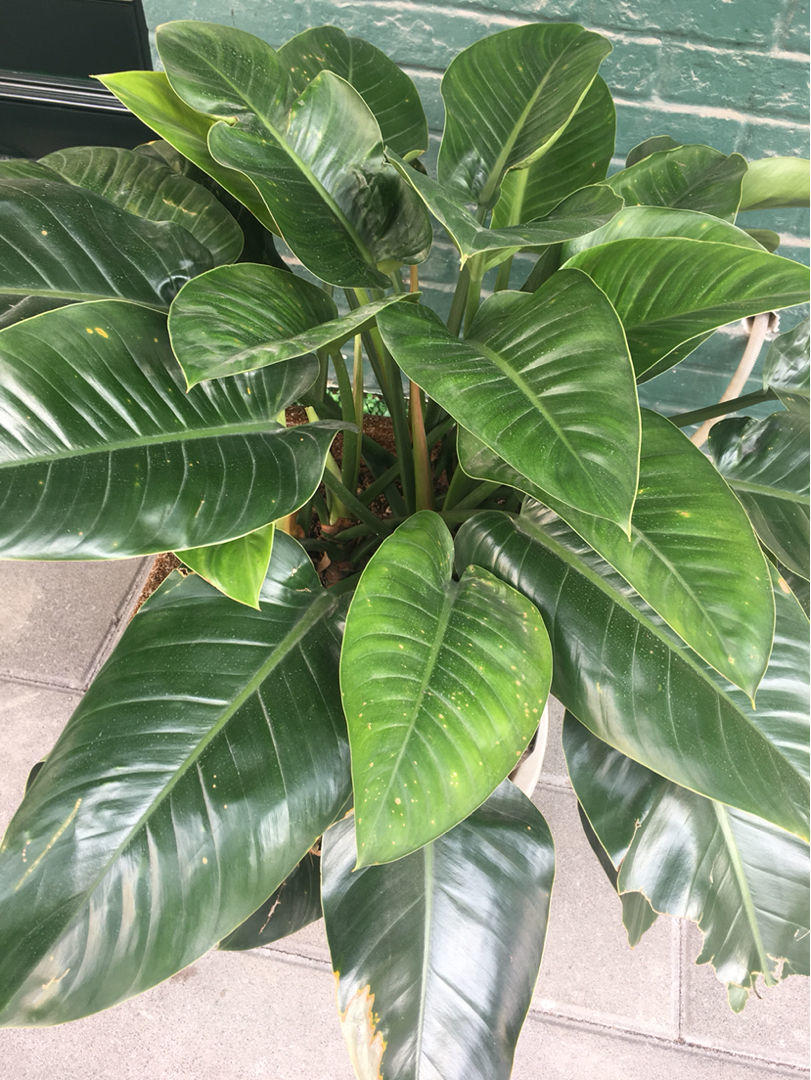 家里养棵超好养的大金钻仿佛置身热带雨林关键是净化空气