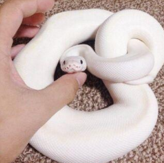 看见桌上放了一坨白色东西正要伸手去动时朋友急忙喊住了