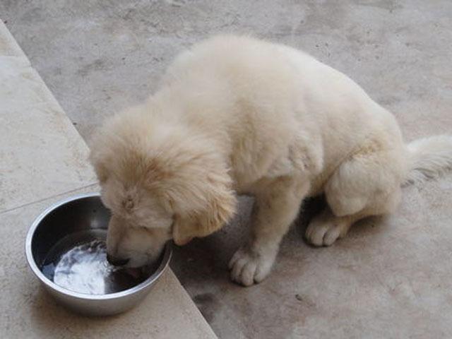 花四百买了只白色藏獒,朋友说我傻,后来却抢着要九千买!