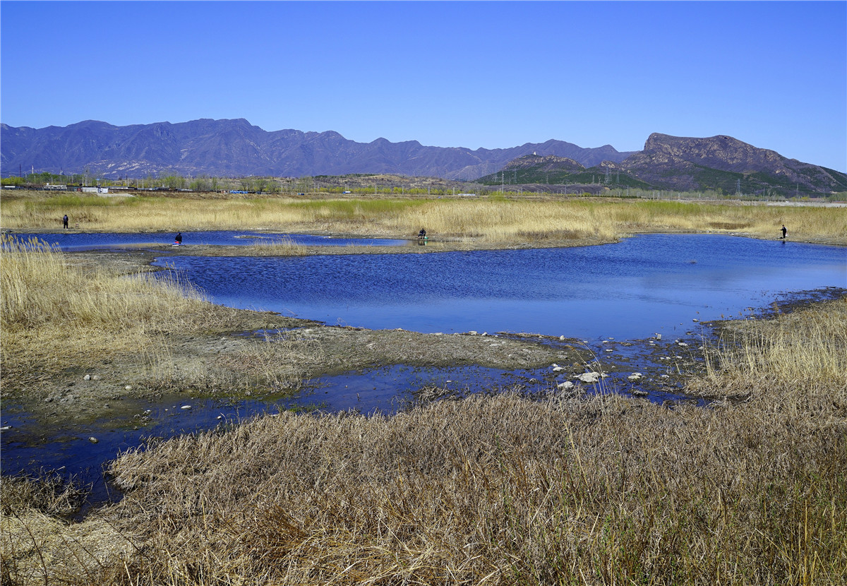 山水相依的大石河,引来珍贵候鸟光顾,成为游人观鸟赏景之地