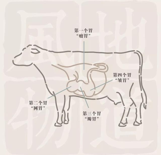 吃了这么多年火锅你分得清黑毛肚黄毛肚毛肚梗牛肚吗