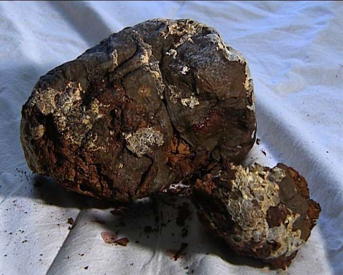 男子宰老牛时掏出几块"金石头", 专家却说他撞大运了