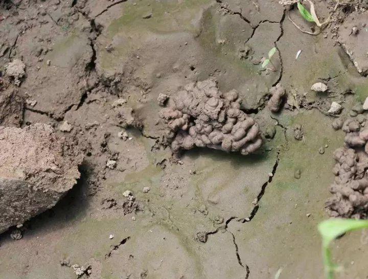 养花不用买肥料,捡点"蚯蚓粪",掺在花土里,比肥料都管用