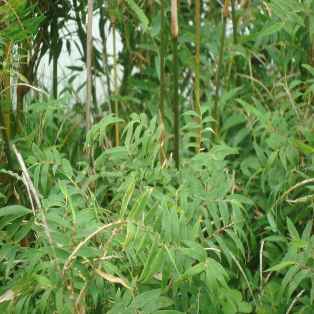 这样养护的“凤尾竹”,身长体建,叶子如同“凤凰”长尾羽般漂亮