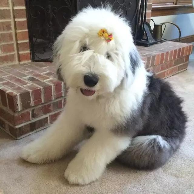 深深的埋藏在留海里这只古牧叫rosie,像其它古牧一样英国古代牧羊犬