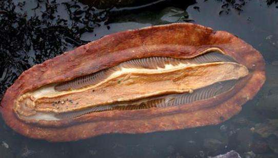 游客沙滩拾到奇怪生物, 轻轻一摸立马让他后悔了|生物|石鳖|虫_新浪