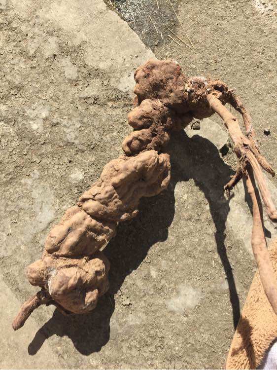 农村小伙在石头缝里挖出一块树根老人说是千年何首乌