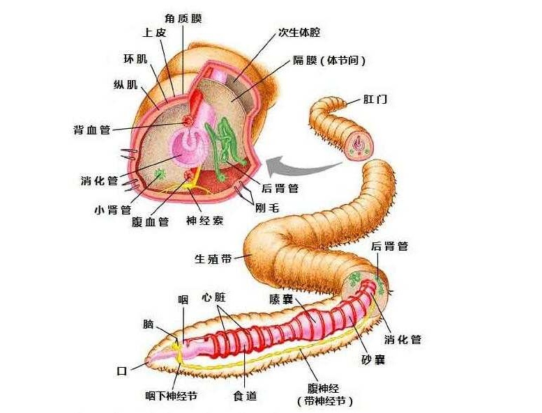 蚯蚓的身体结构图介绍图片