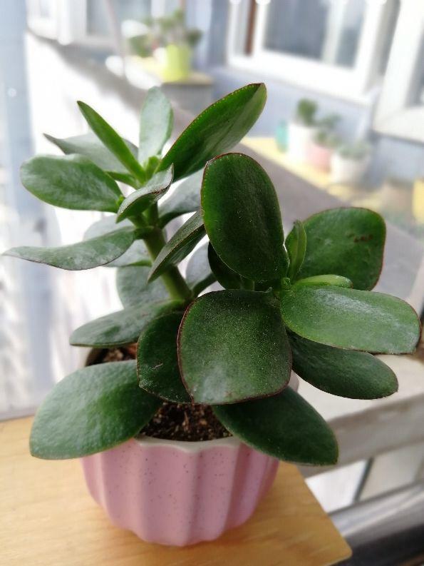 有种厚脸皮植物耐旱好养很皮实层层绿叶像翡翠