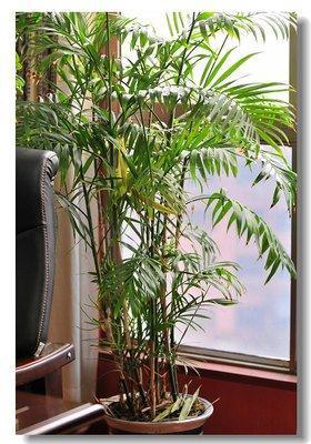 这样养护的凤尾竹身长体建叶子如同凤凰长尾羽般漂亮