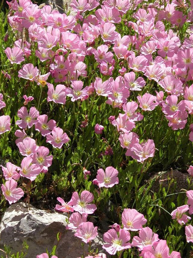 春夏养樱草花记住几个关键点砰砰开花都快溢出盆