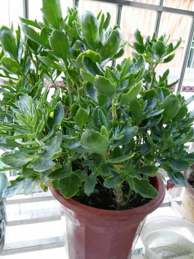 有种厚脸皮植物,耐旱好养很皮实,层层绿叶像翡翠!