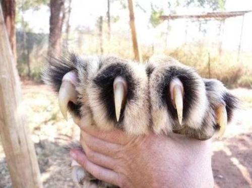 小编带你重新认识狗狗的爪子,这里面可以是有大学问的!