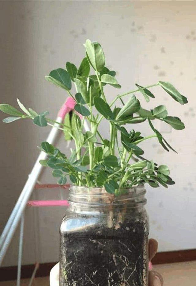 家里的豌豆花生,拿出几颗,也能养成盆栽!