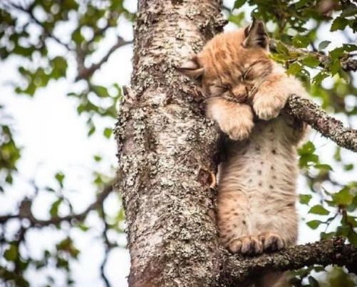 这只"猫猫"应该是困了,正趴在树上睡觉呢.